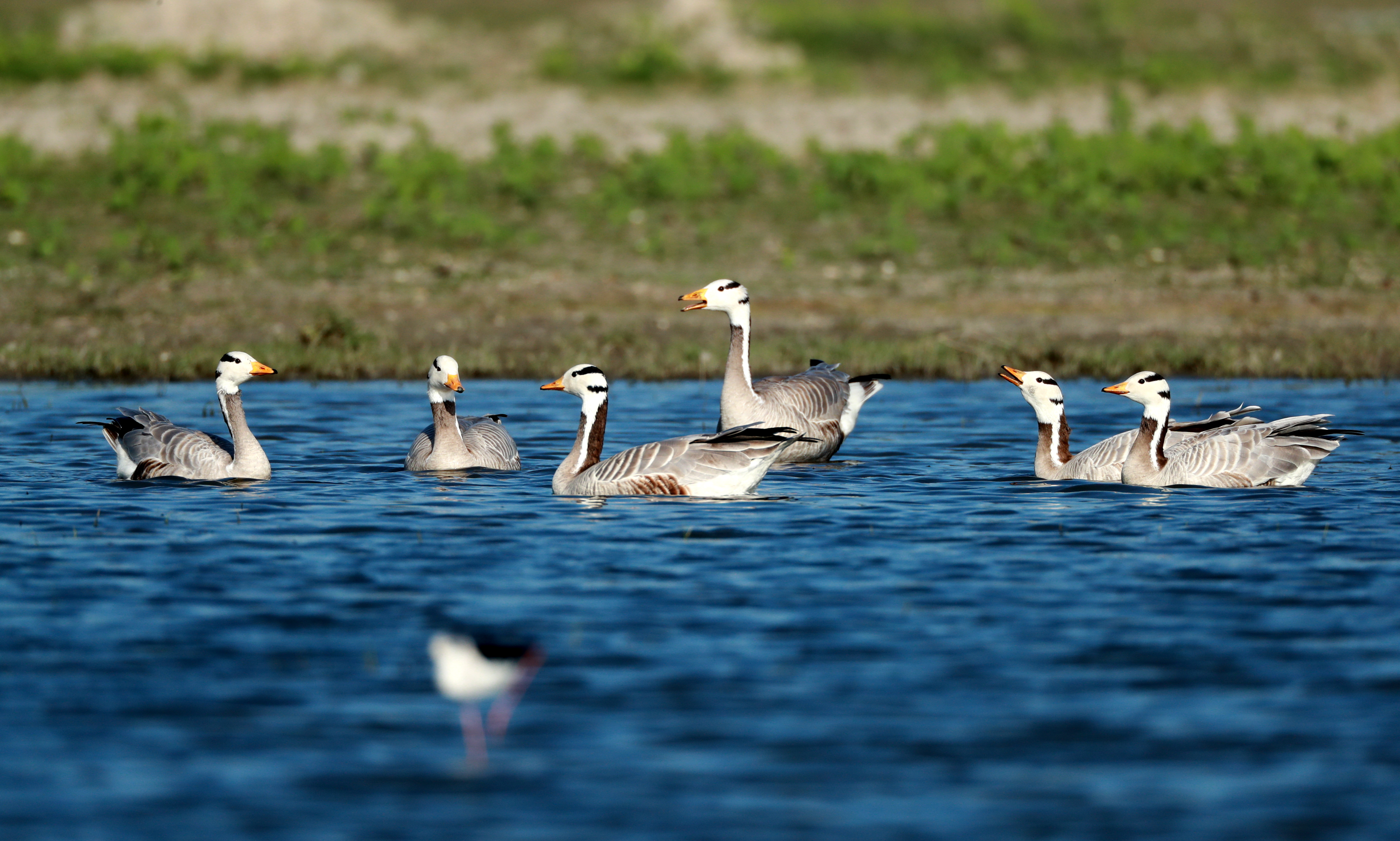 Barheaded goose in Haiderpur 